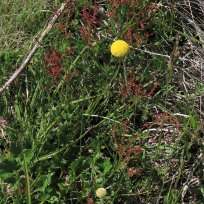 Geranium antrorsum (Rosetted Cranesbill) at Dry Plain, NSW - 14 Nov 2020 by AndyRoo