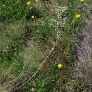 Geranium antrorsum at Dry Plain, NSW - 15 Nov 2020