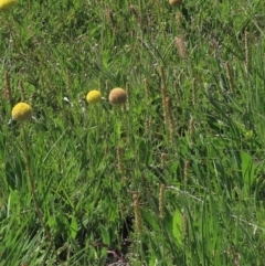 Craspedia variabilis (Common Billy Buttons) at Top Hut TSR - 14 Nov 2020 by AndyRoo