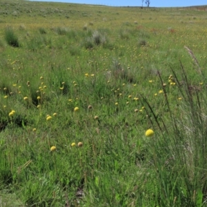 Craspedia variabilis at Dry Plain, NSW - 15 Nov 2020