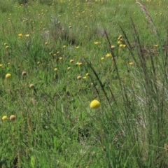 Poa (genus) (A Snow Grass) at Dry Plain, NSW - 15 Nov 2020 by AndyRoo