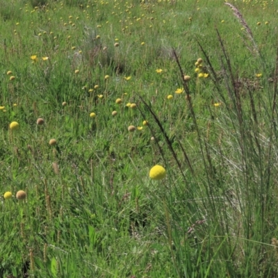 Poa (genus) (A Snow Grass) at Dry Plain, NSW - 15 Nov 2020 by AndyRoo