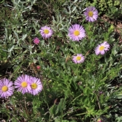 Calotis glandulosa (Mauve Burr-daisy) at Dry Plain, NSW - 14 Nov 2020 by AndyRoo