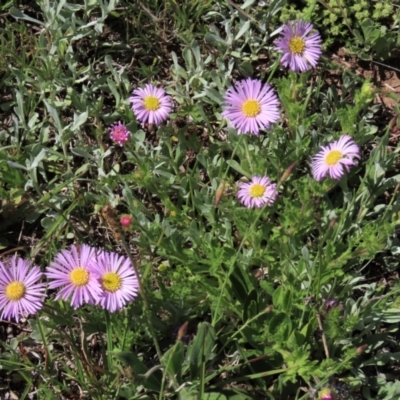 Calotis glandulosa (Mauve Burr-daisy) at Dry Plain, NSW - 15 Nov 2020 by AndyRoo