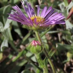 Calotis glandulosa at Dry Plain, NSW - 15 Nov 2020