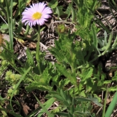Calotis glandulosa at Dry Plain, NSW - 15 Nov 2020