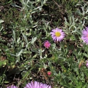 Chrysocephalum apiculatum at Dry Plain, NSW - 15 Nov 2020