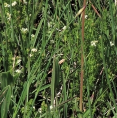 Asperula conferta (Common Woodruff) at Top Hut TSR - 15 Nov 2020 by AndyRoo