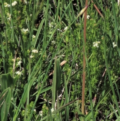 Asperula conferta (Common Woodruff) at Top Hut TSR - 15 Nov 2020 by AndyRoo