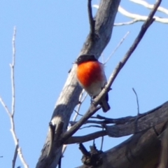 Petroica boodang (Scarlet Robin) at Jellore State Forest - 10 May 2023 by Curiosity
