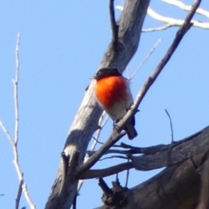 Petroica boodang (Scarlet Robin) at Woodlands, NSW by Curiosity