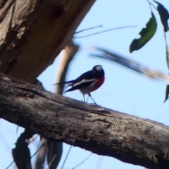 Petroica boodang at Woodlands, NSW - 10 May 2023 01:15 PM