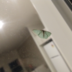 Chlorocoma (genus) (An Emerald moth (Geometrinae)) at Surf Beach, NSW - 11 May 2023 by LyndalT