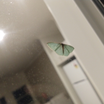Chlorocoma (genus) (An Emerald moth (Geometrinae)) at Surf Beach, NSW - 11 May 2023 by LyndalT