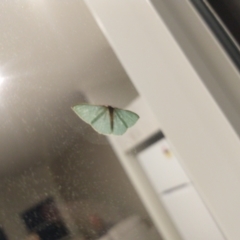 Chlorocoma (genus) at Surf Beach, NSW - 11 May 2023