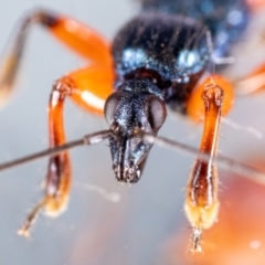 Ectomocoris patricius (Ground assassin bug) at QPRC LGA - 11 May 2023 by MarkT