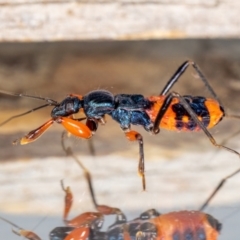 Ectomocoris patricius at Jerrabomberra, NSW - 11 May 2023