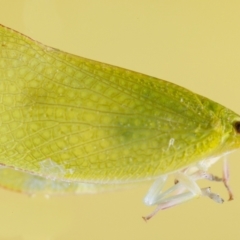 Siphanta sp. (genus) (Green planthopper, Torpedo bug) at Jerrabomberra, NSW - 8 May 2023 by MarkT