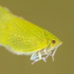 Siphanta sp. (genus) at Jerrabomberra, NSW - 9 May 2023