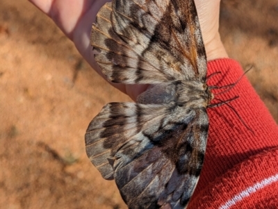 Chelepteryx collesi (White-stemmed Gum Moth) at Holder, ACT - 9 May 2023 by Miranda