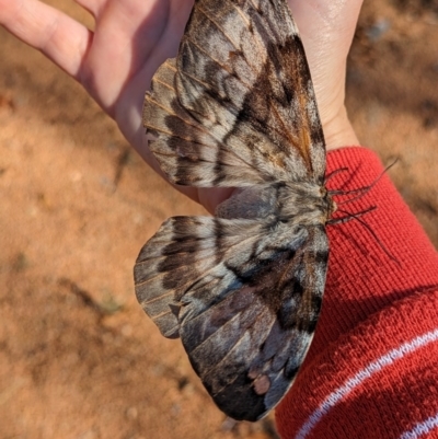 Chelepteryx collesi (White-stemmed Gum Moth) at Holder, ACT - 10 May 2023 by Miranda