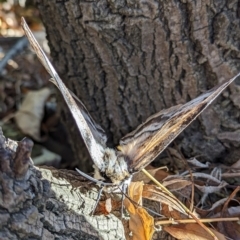 Chelepteryx collesi at Holder, ACT - 10 May 2023