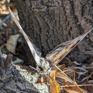 Chelepteryx collesi at Holder, ACT - 10 May 2023