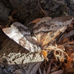 Chelepteryx collesi at Holder, ACT - 10 May 2023