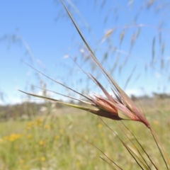 Themeda triandra (Kangaroo Grass) at Macgregor, ACT - 25 Nov 2022 by michaelb