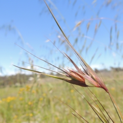 Themeda triandra (Kangaroo Grass) at Jarramlee-West MacGregor Grasslands - 25 Nov 2022 by michaelb