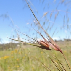 Themeda triandra (Kangaroo Grass) at Jarramlee-West MacGregor Grasslands - 25 Nov 2022 by michaelb