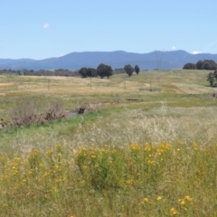 Hypericum perforatum (St John's Wort) at Jarramlee-West MacGregor Grasslands - 25 Nov 2022 by michaelb