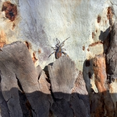 Amorbus alternatus (Eucalyptus Tip Bug) at Curtin, ACT - 5 May 2023 by stephanieleemhuis