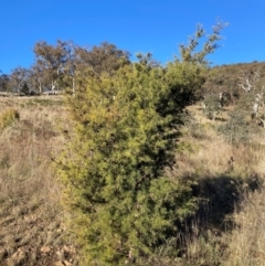 Hakea sericea (Needlebush) at Mount Majura - 10 May 2023 by waltraud