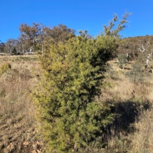 Hakea sericea at Mount Majura - 10 May 2023 03:18 PM