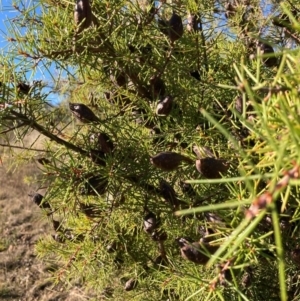 Hakea sericea at Mount Majura - 10 May 2023 03:18 PM