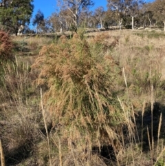 Cassinia sifton (Sifton Bush, Chinese Shrub) at Mount Majura - 10 May 2023 by waltraud