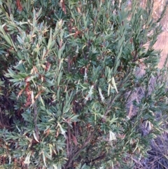 Styphelia triflora (Five-corners) at Watson, ACT - 10 May 2023 by waltraud