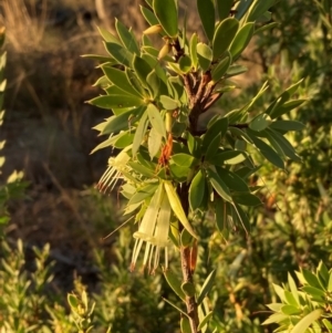 Styphelia triflora at Watson, ACT - 10 May 2023 04:29 PM