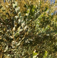 Acacia cultriformis (Knife Leaf Wattle) at Watson, ACT - 10 May 2023 by waltraud