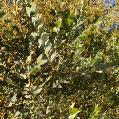 Acacia cultriformis (Knife Leaf Wattle) at Mount Majura - 10 May 2023 by waltraud