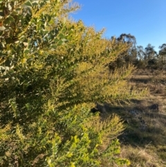 Acacia cultriformis at Watson, ACT - 10 May 2023 04:12 PM