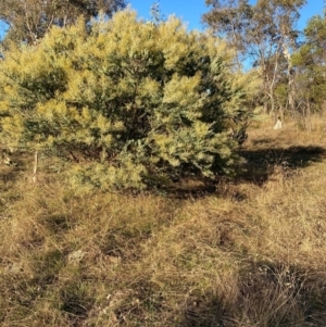 Acacia cultriformis at Watson, ACT - 10 May 2023