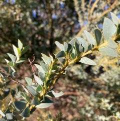 Acacia cultriformis (Knife Leaf Wattle) at Mount Majura - 10 May 2023 by waltraud
