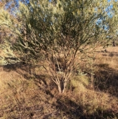 Acacia cultriformis at Watson, ACT - 10 May 2023 04:14 PM