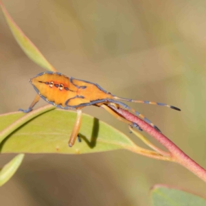 Amorbus sp. (genus) at O'Connor, ACT - 9 Mar 2023