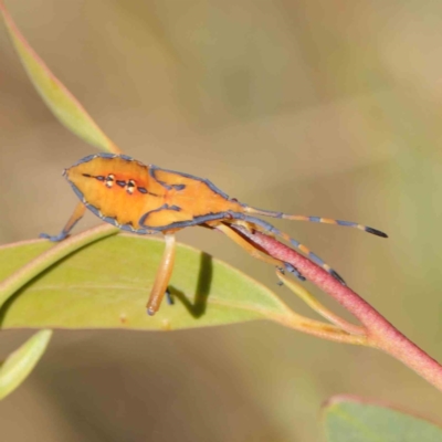 Amorbus sp. (genus) (Eucalyptus Tip bug) at O'Connor, ACT - 8 Mar 2023 by ConBoekel