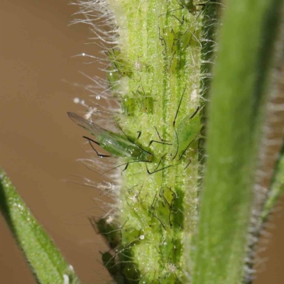 Unidentified Psyllid, lerp, aphid or whitefly (Hemiptera, several families) at O'Connor, ACT - 8 Mar 2023 by ConBoekel