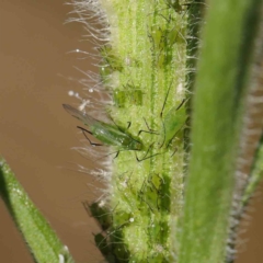 Unidentified Psyllid, lerp, aphid & whitefly (Hemiptera, several families) at O'Connor, ACT - 8 Mar 2023 by ConBoekel