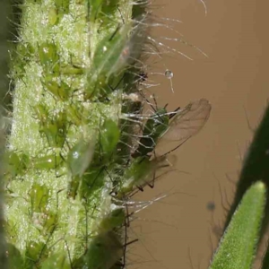 Aphididae (family) at O'Connor, ACT - 9 Mar 2023